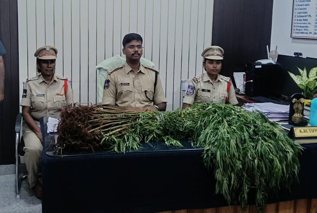 పత్తి పంటలో అక్రమంగా గంజాయి సాగు – నిందితుడి అరెస్ట్* *60 గంజాయి మొక్కల స్వాధీనం